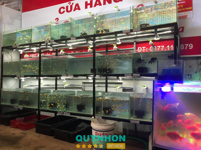Cá Cảnh Thảo Nguyên – Pleiku