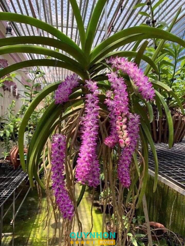 Vườn Cây Cảnh Tây Nguyên - Ia Grai