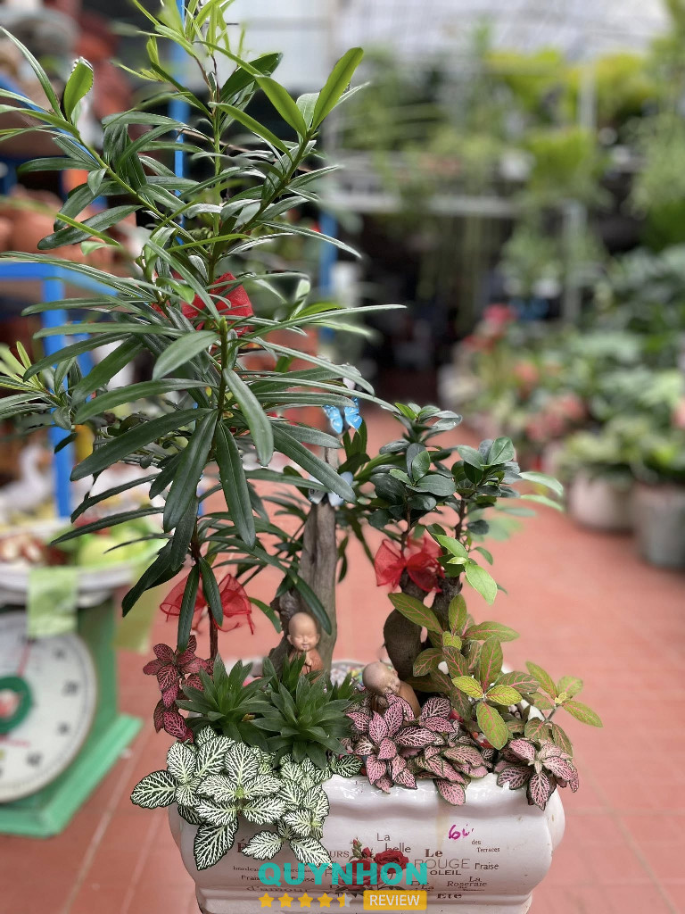 Trọng MBS – Pleiku