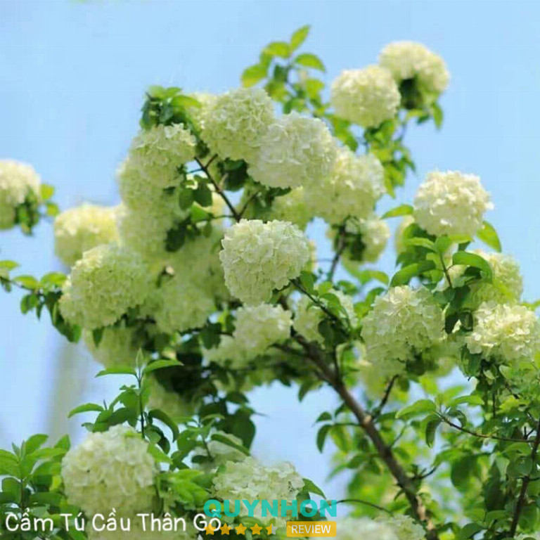 Shop Hoa V300 Gia Lai - Pleiku 