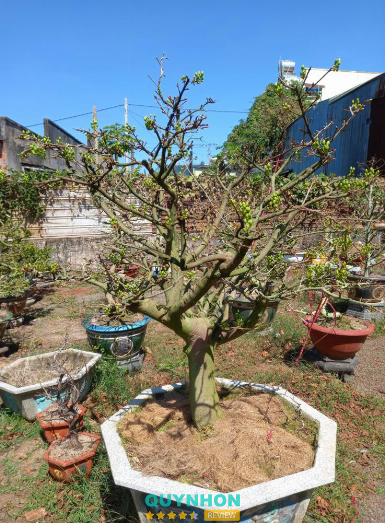 Cửa hàng cây cảnh ở Gia Lai 