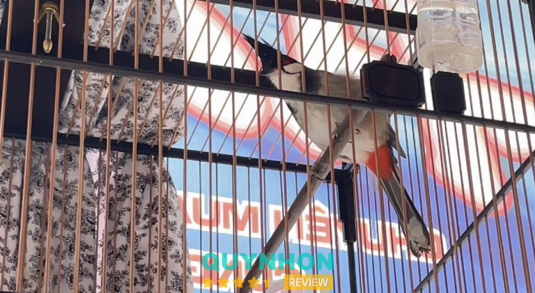 Chim cảnh Song Hân – Quy Nhơn