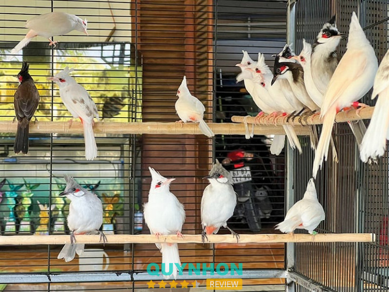 Trại Chim Chào Mào Bình Định
