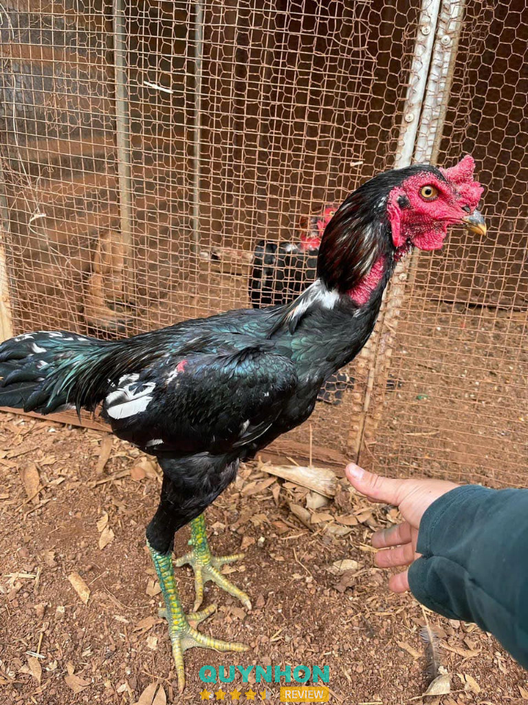 bán gà chọi Bình Định