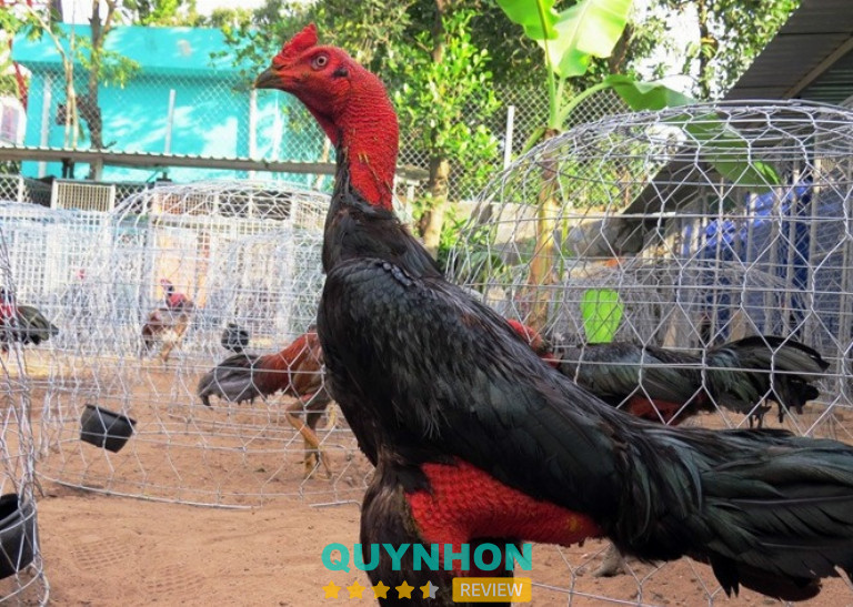 Gà Chọi Văn Dũng – Phú Mỹ