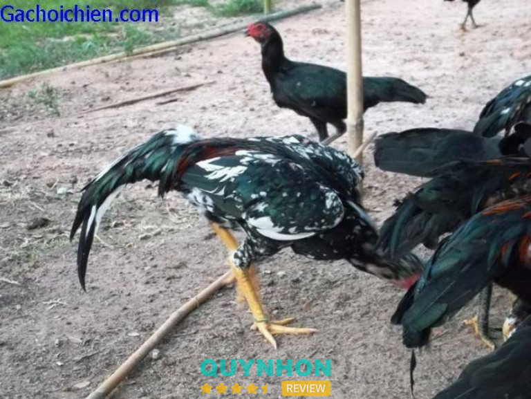 Gà chọi Bảy Quéo - Quy Nhơn