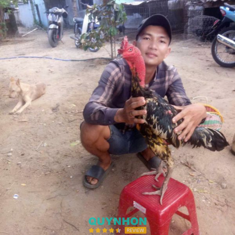 Trại gà Tiền Thịnh - Hoài Nhơn