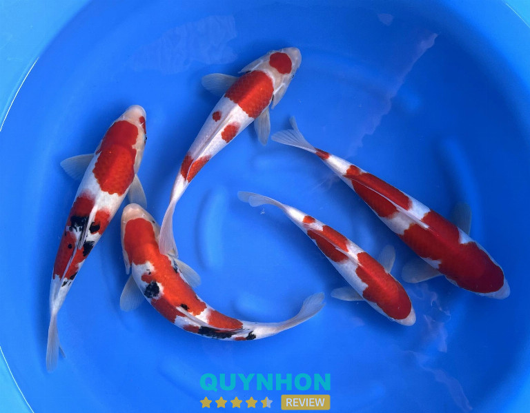 KaiH Koi - Tây Sơn