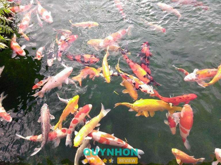 Cá Giống Bá Vương - An Nhơn Tây