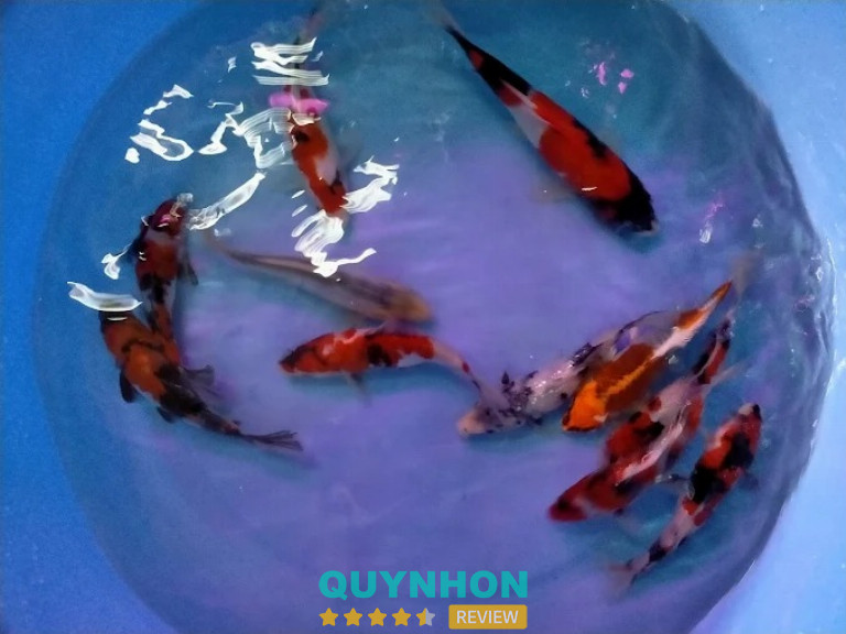 cửa hàng cá Koi ở Bình Định