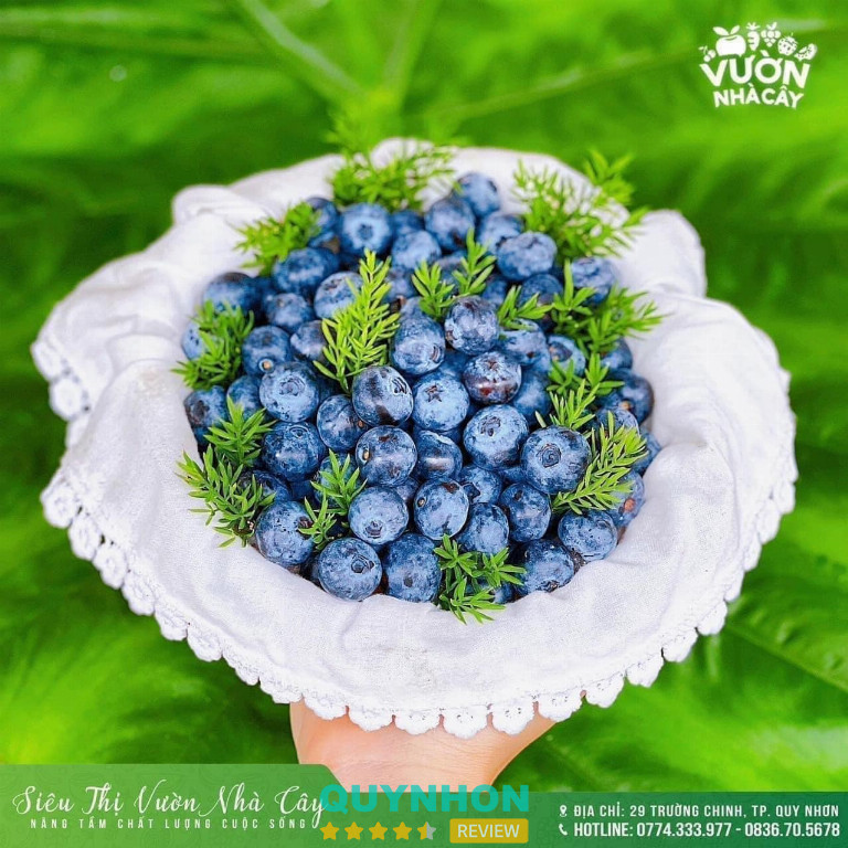 Vườn Nhà Cây - 23 Trường Chinh