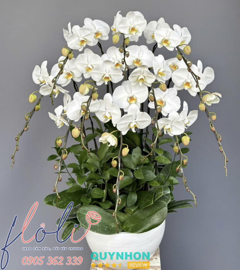 Shop Hoa Tươi FLoLi - 148 Phan Đình Phùng