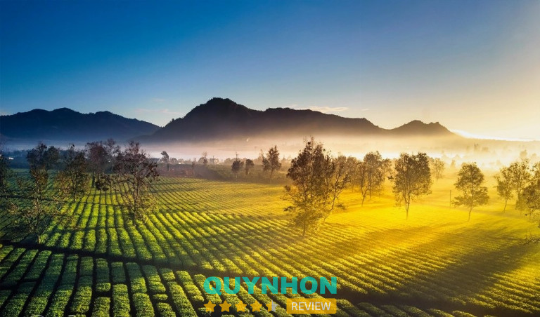 Biển hồ chè Pleiku