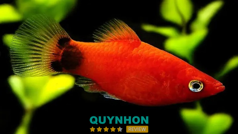 T - AQUA - Quy Nhơn