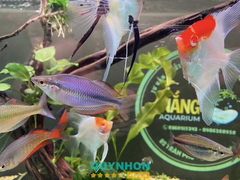 Nắng Aqua - Quy Nhơn