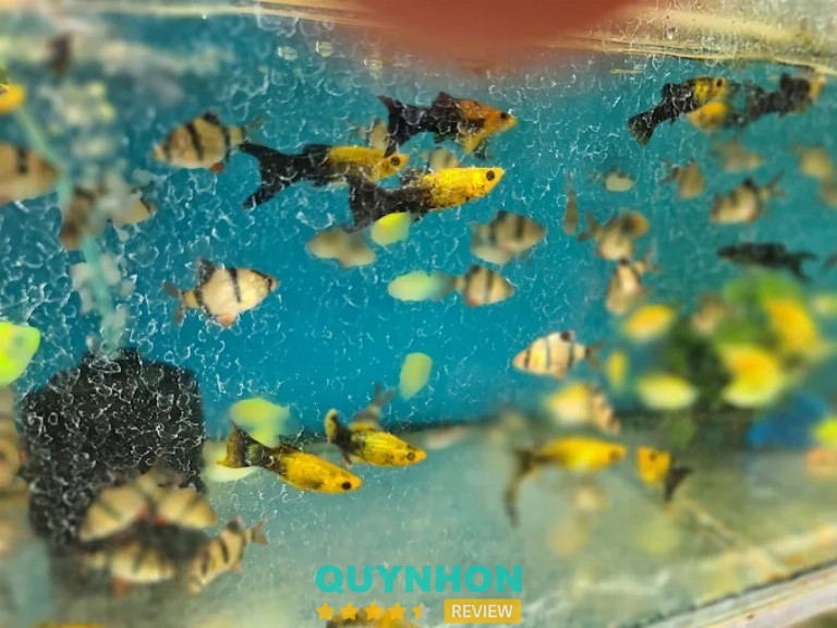 Trại Cá Cảnh Sỉ Lẻ Quy Nhơn