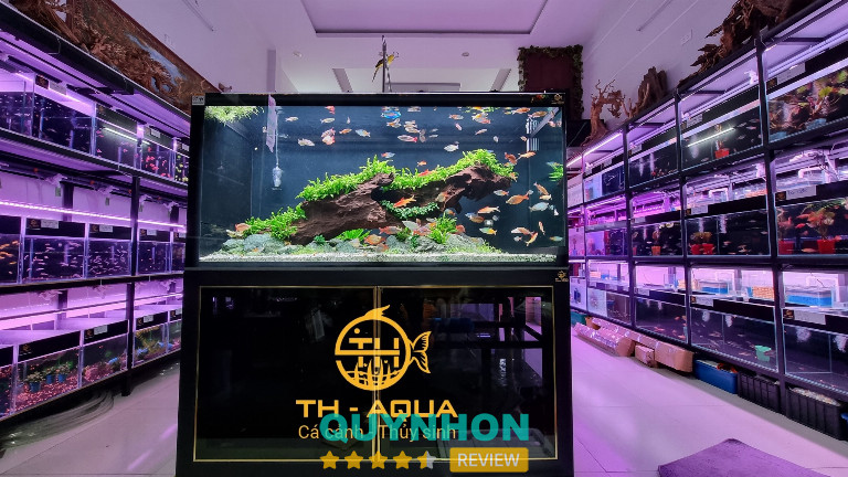TH – Aqua - Quy Nhơn
