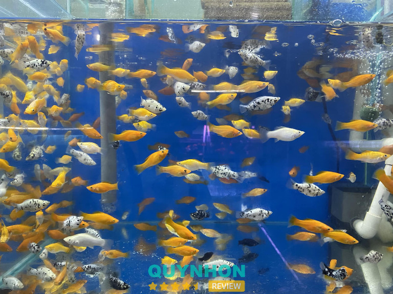 Cá Cảnh Since 1998 - Cát Tiến