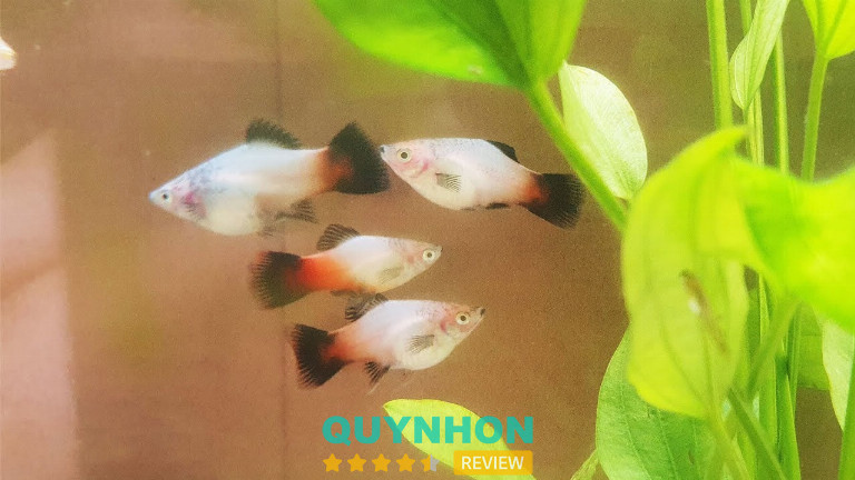 địa chỉ bán cá Hà Lan ở Bình Định